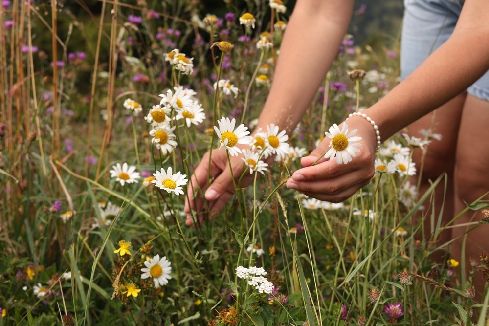 Hands picking chamomile flower heads in a field