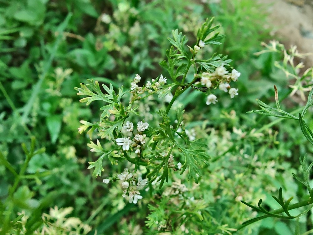 Cilantro plant bolting and producing white coriander flowers