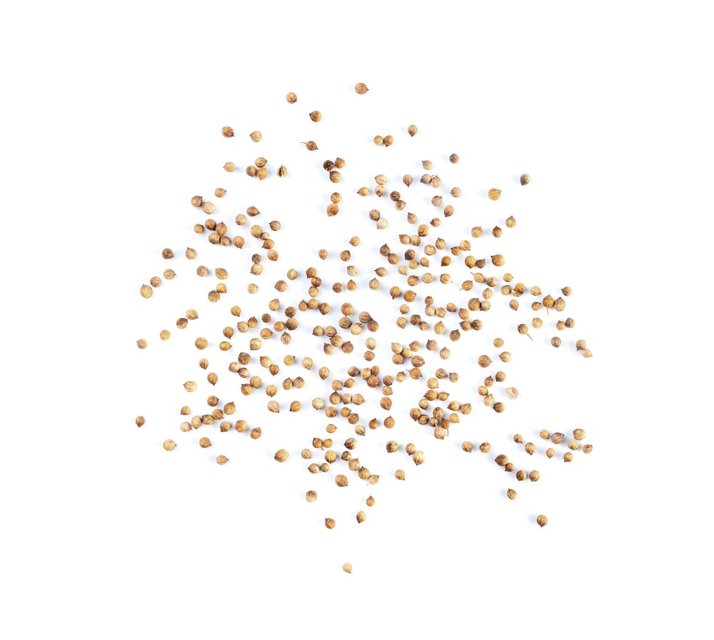 Mature dry coriander seeds isolated on white