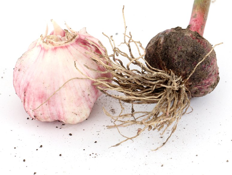 Close view of garlic bulbs and root structure before cloves are separated for planting