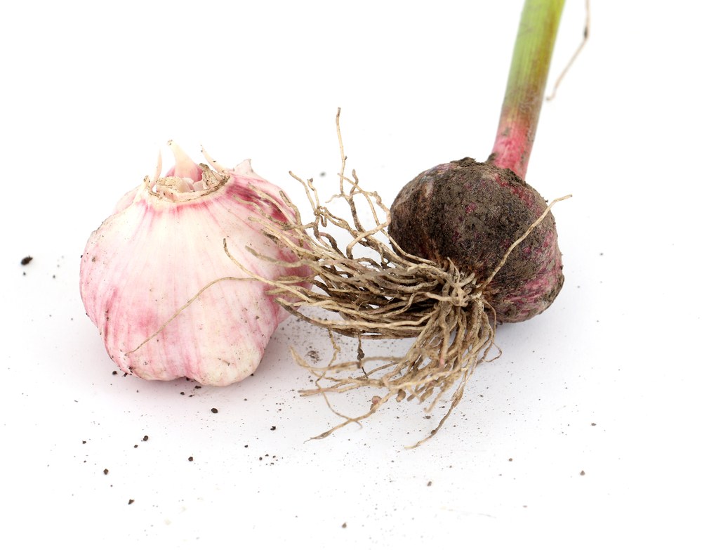 Fresh garlic bulbs showing roots, basal plates, wrappers, and clove structure