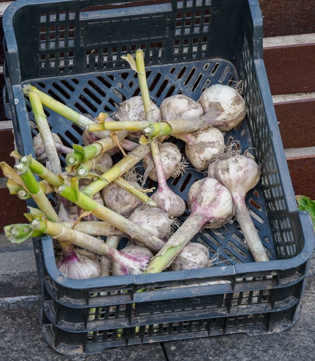 Close view of harvested garlic bulbs selected for curing and future planting stock