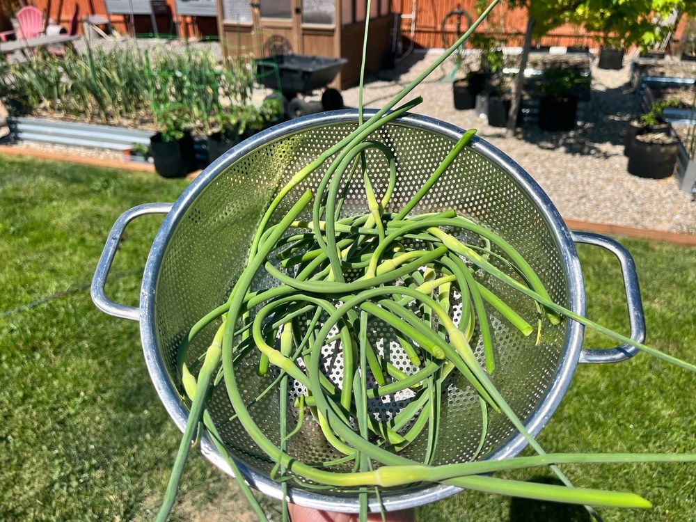 Fresh hardneck garlic scapes collected after cutting