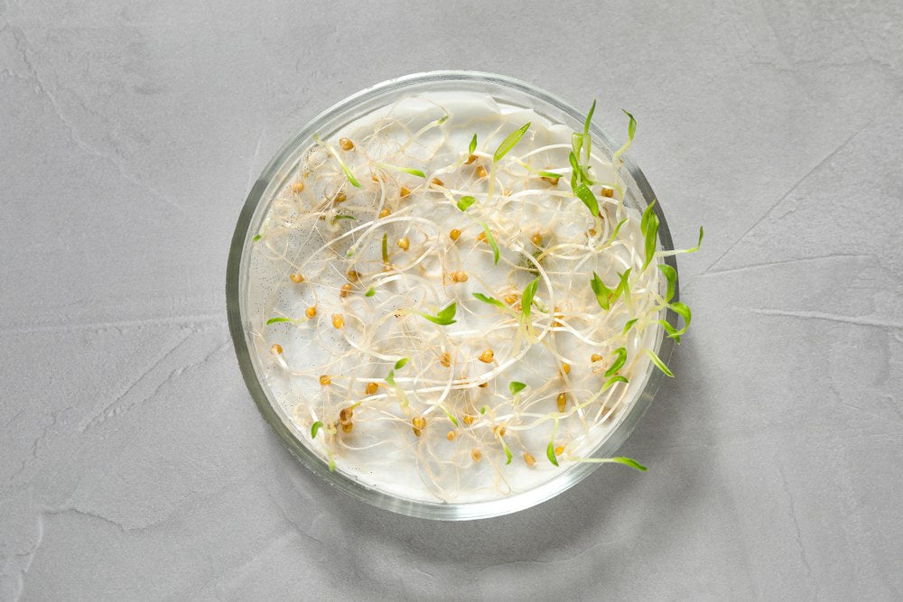 Seeds germinating on moist paper in a laboratory-style dish