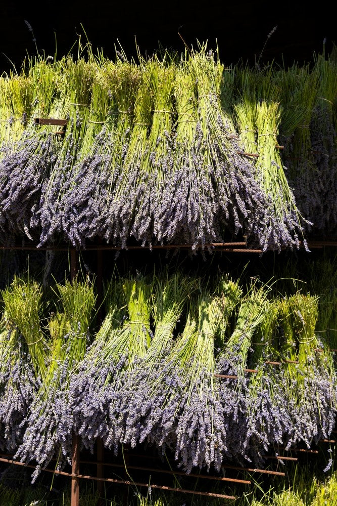 Lavender bundles arranged on open racks for drying