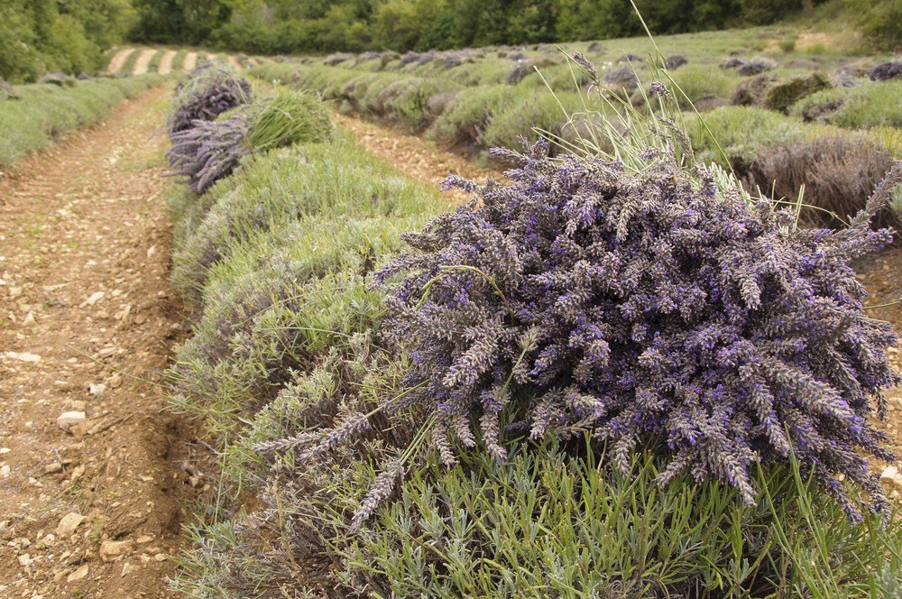 Freshly harvested lavender bundled after cutting