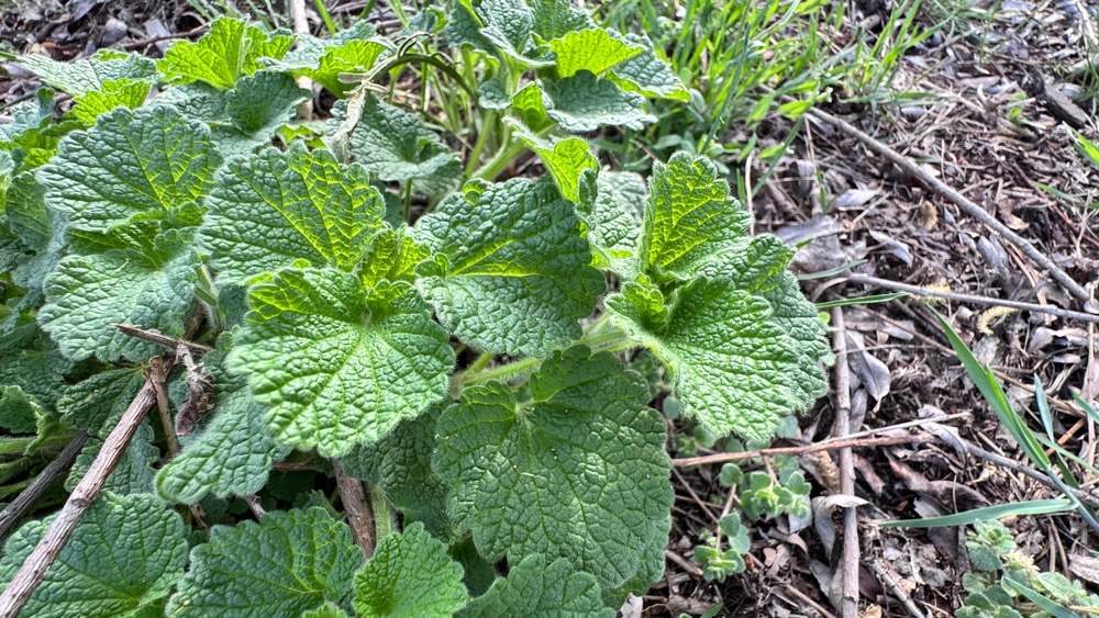 Established lemon balm plant growing in a garden bed