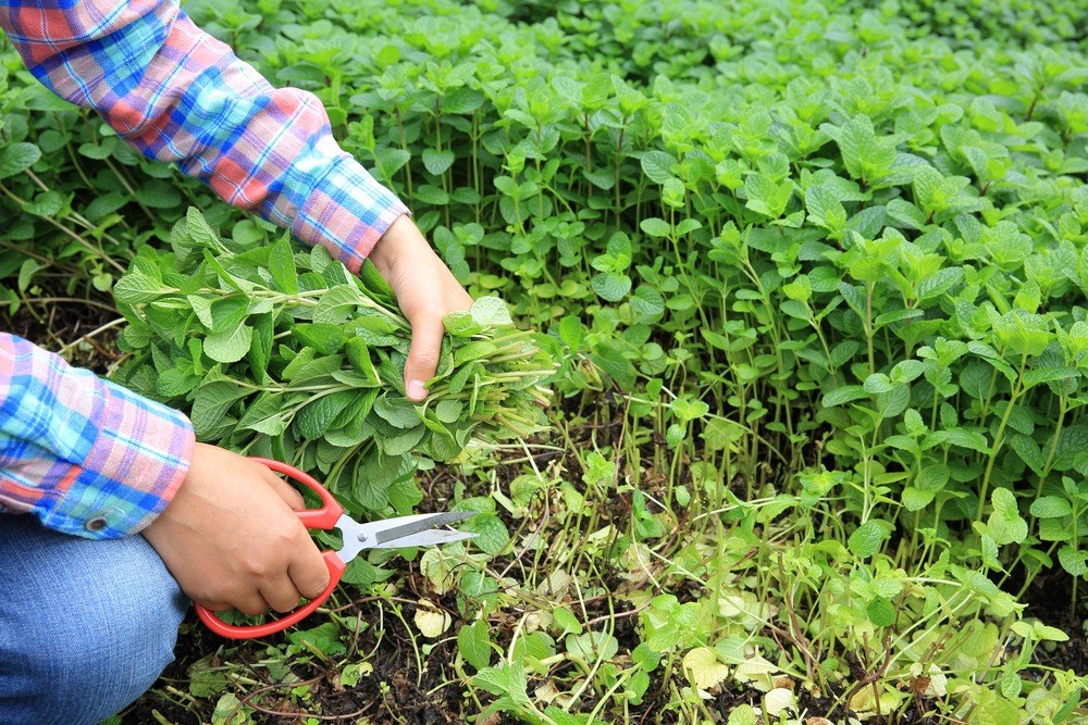 Hands harvesting mint stems with scissors