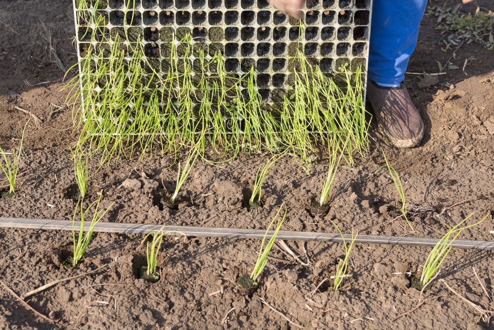 Onion seedlings being transplanted from a plug tray into garden rows