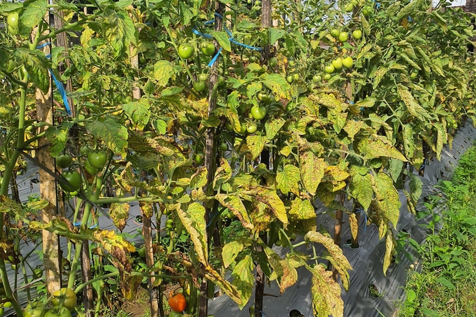 A tomato row with extensive yellowing and leaf-spot damage on older foliage