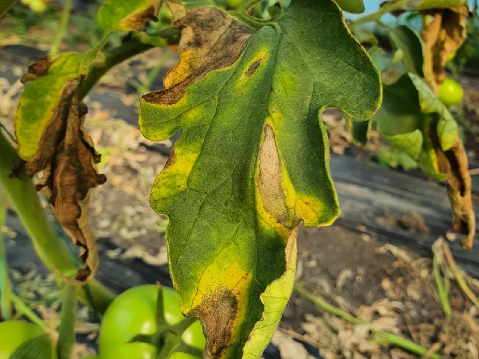 A tomato leaf with large irregular brown lesions and yellow margins