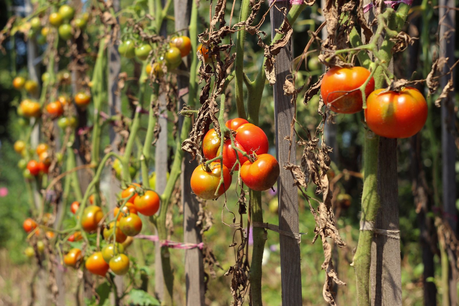 Tomato plants with dead foliage while fruit remains on the vines