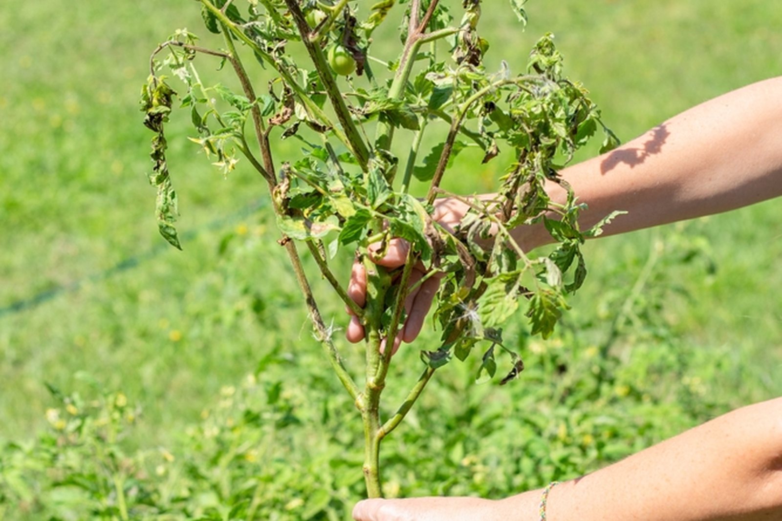 Hands removing a severely wilted tomato plant from a garden