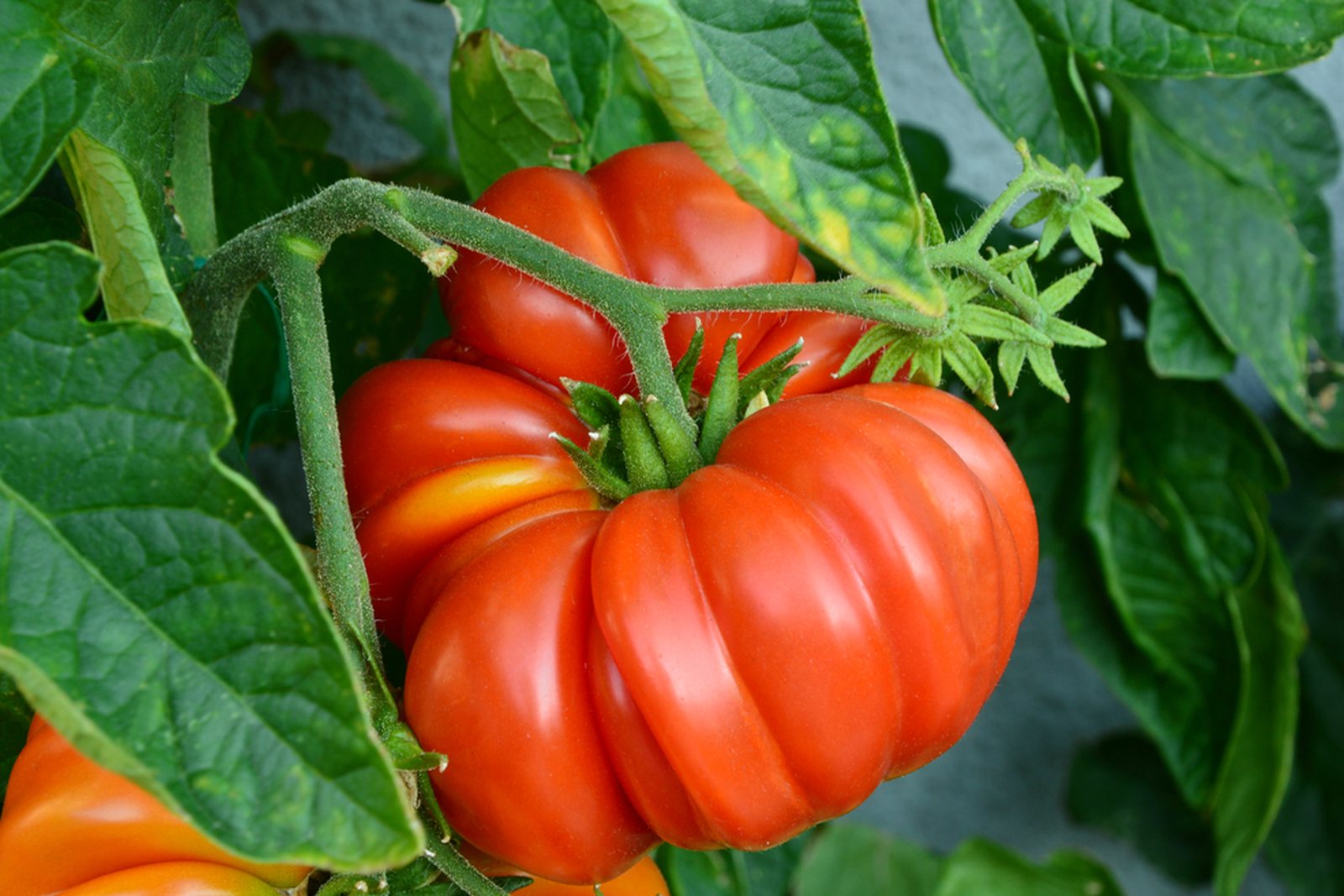 Large deeply ribbed red-pink tomatoes ripening on a plant