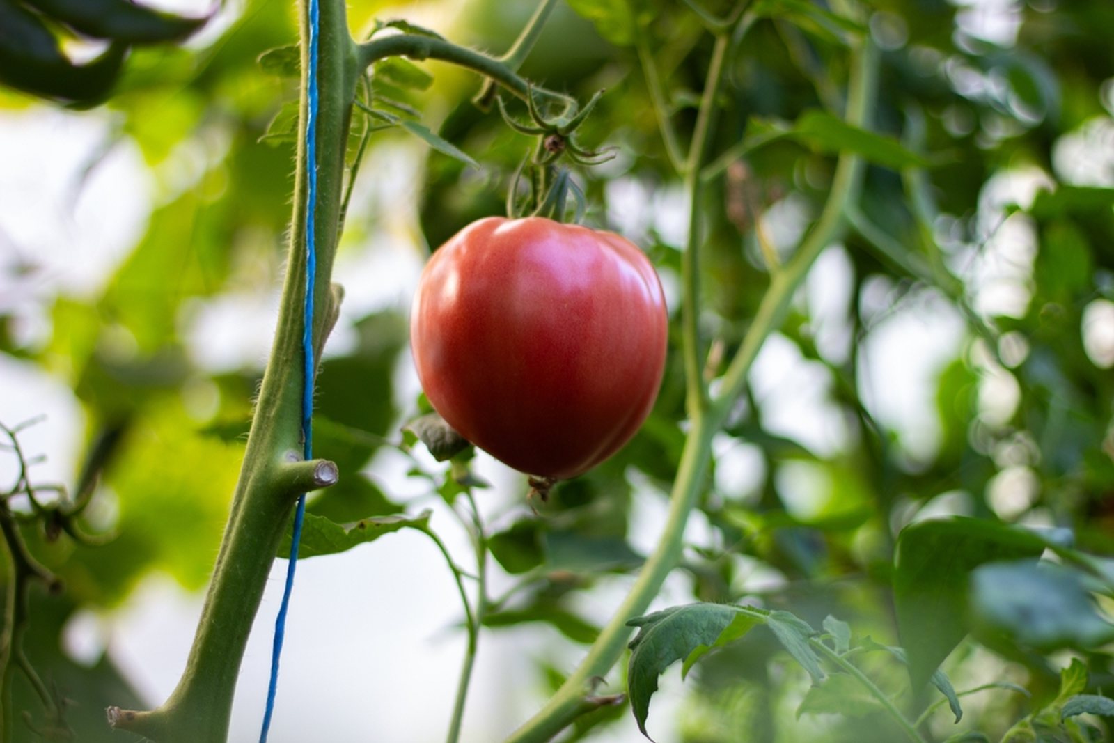 A large heart-shaped pink tomato ripening on the vine