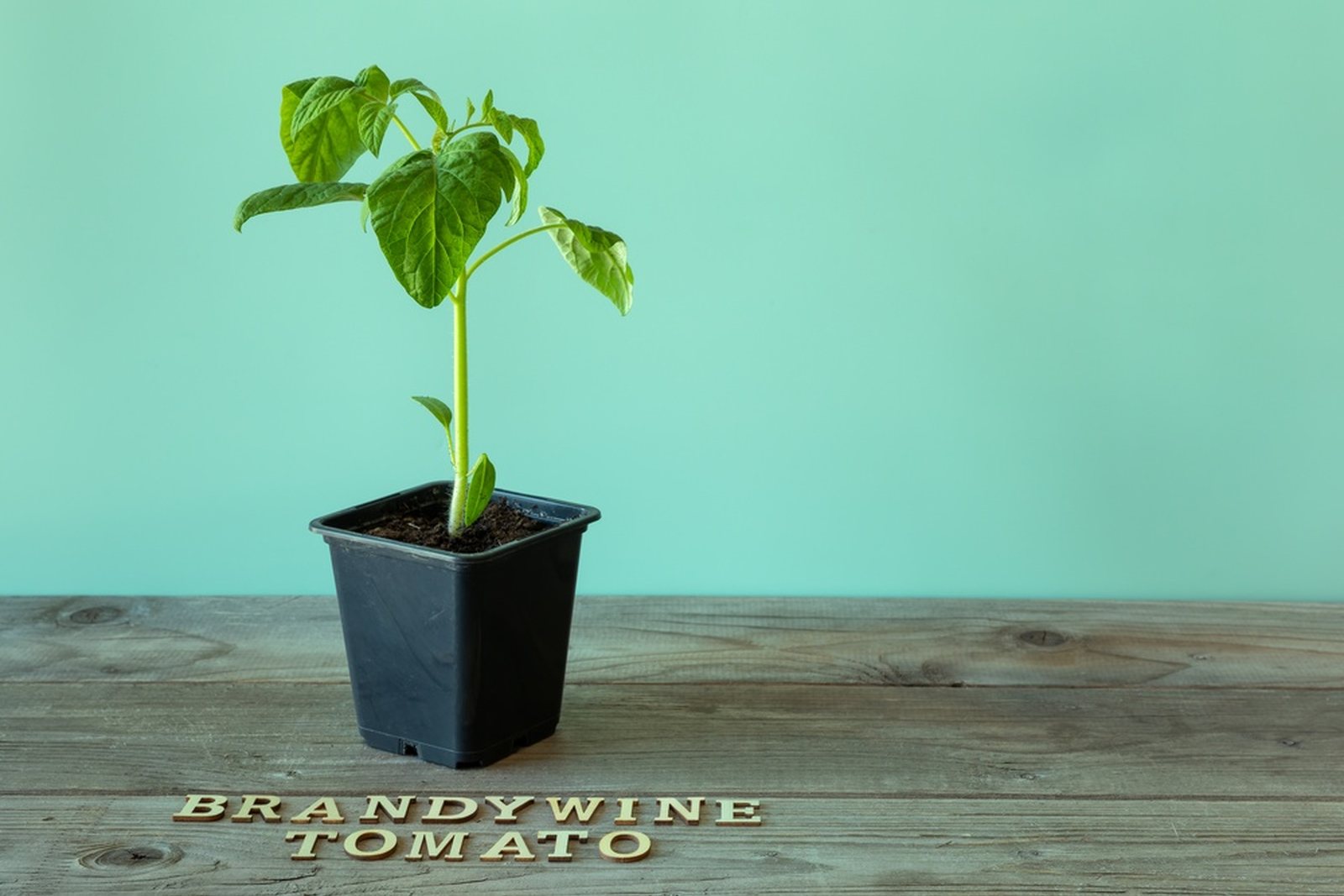 A young tomato seedling beside a Brandywine label