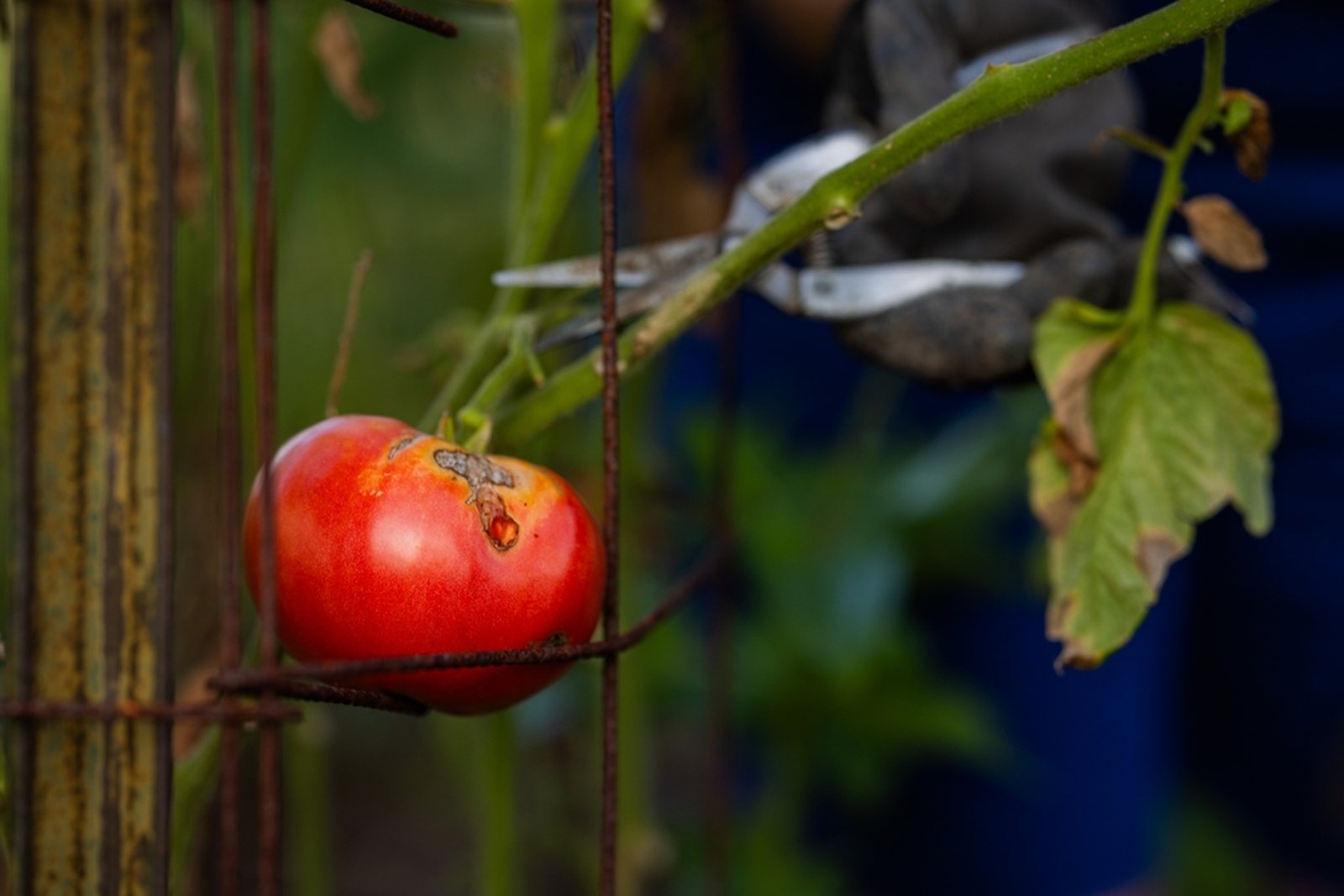 A gardener cutting a blemished red tomato from a vine