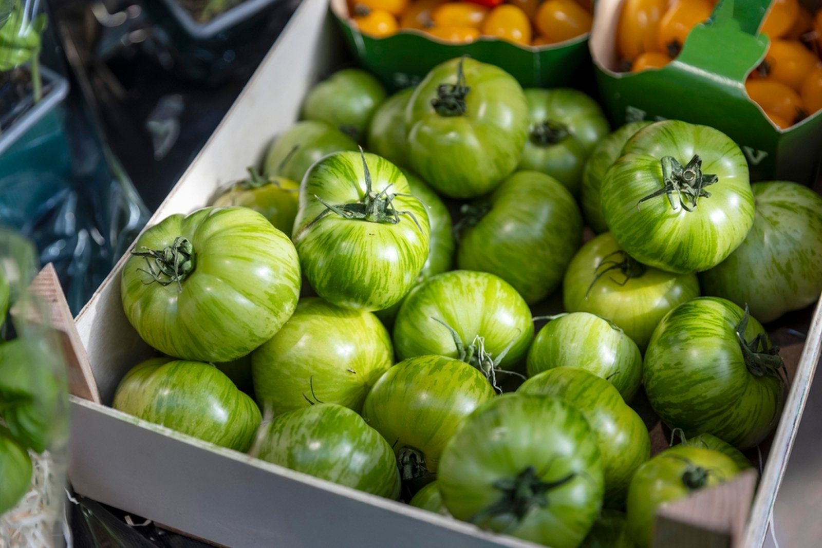 Green-striped tomatoes displayed in a market crate