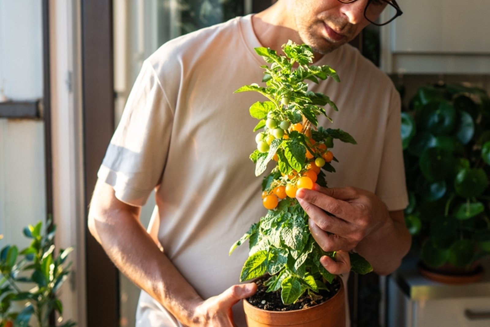 A compact yellow-fruited tomato plant growing in a small pot
