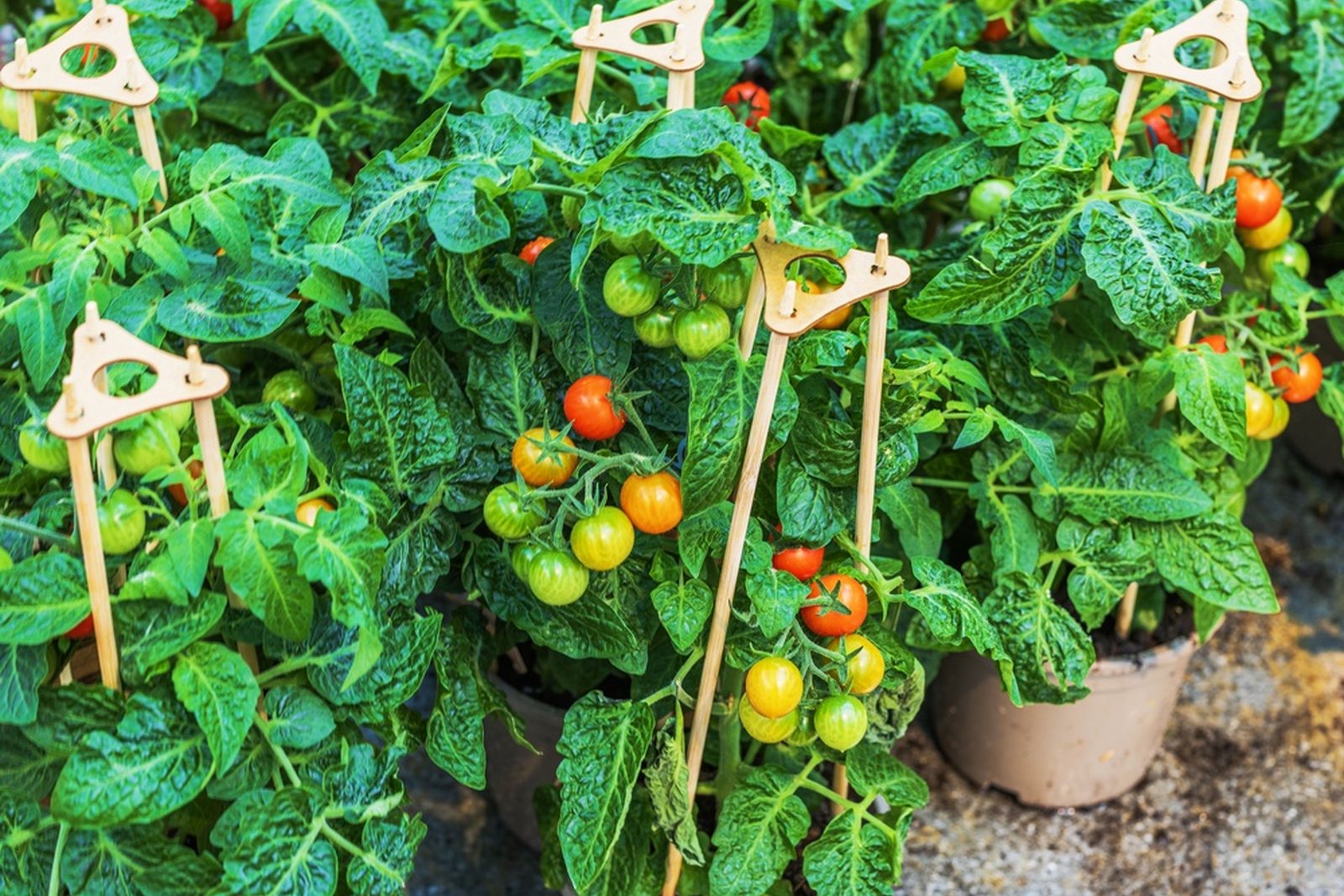 Several compact tomato plants carrying clusters of fruit in containers
