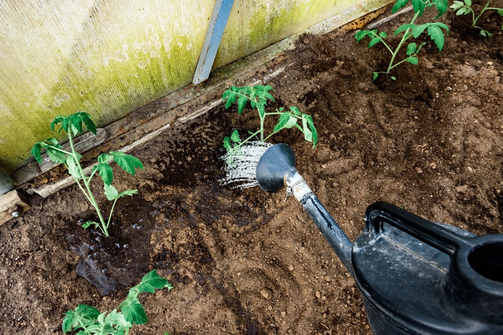 Young tomato transplants being watered directly at the root zone