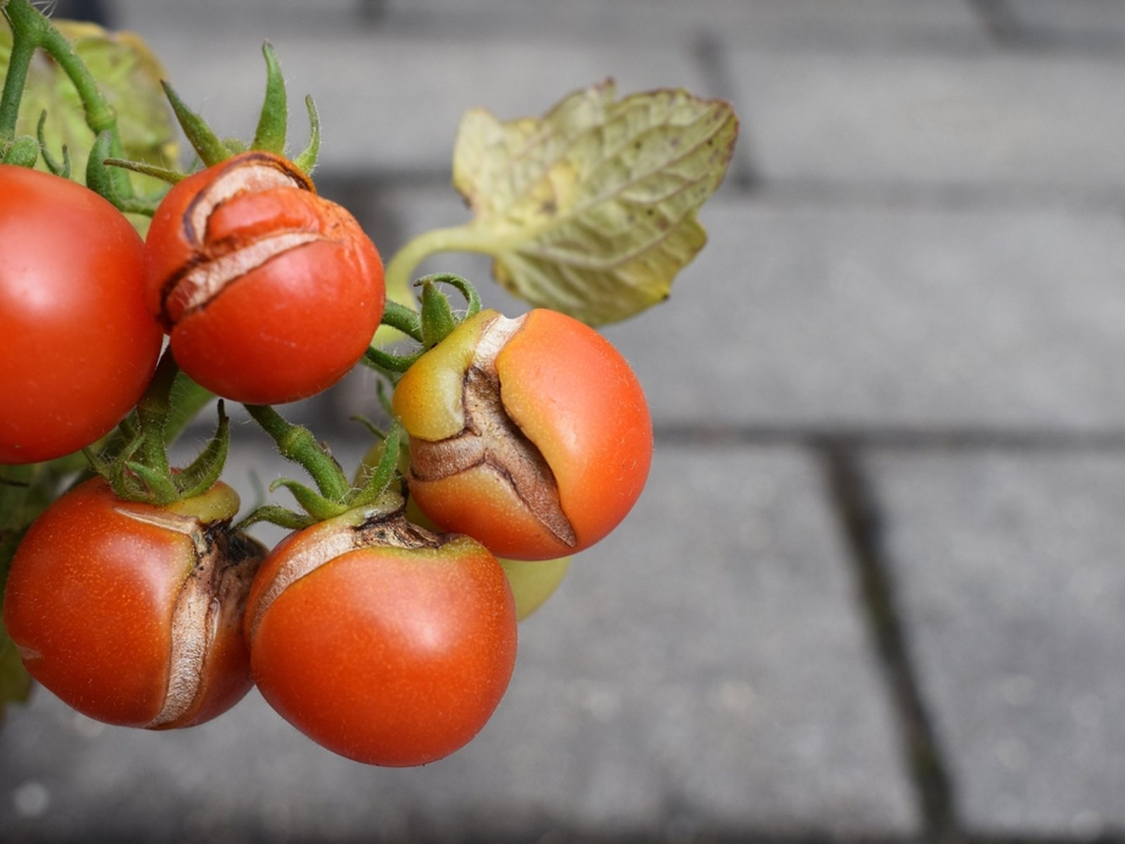 Several tomatoes with deep splits and corked crack edges
