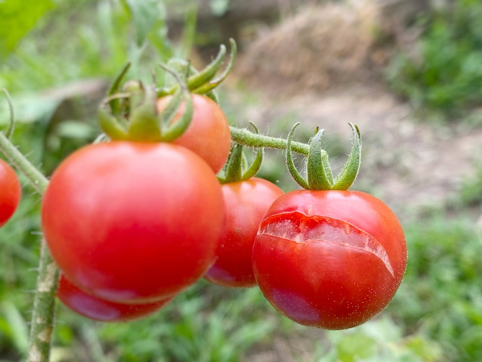 A red tomato with a fresh horizontal split on the shoulder