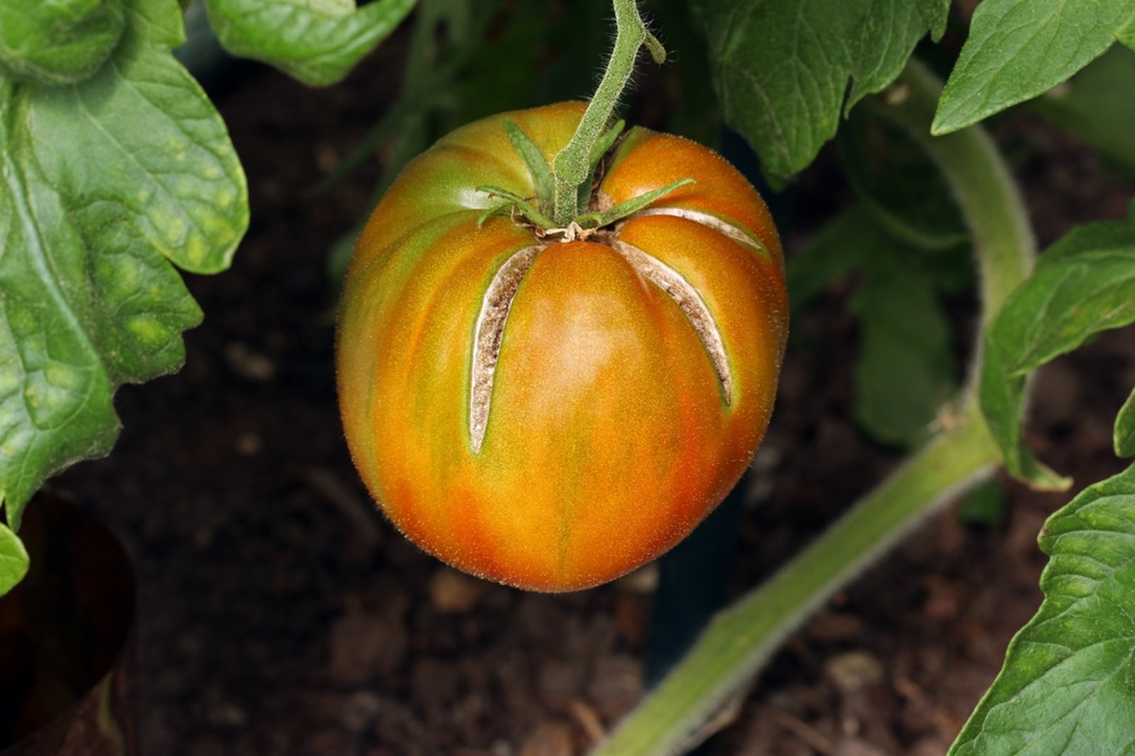 A ripening tomato with several radial cracks from the stem end