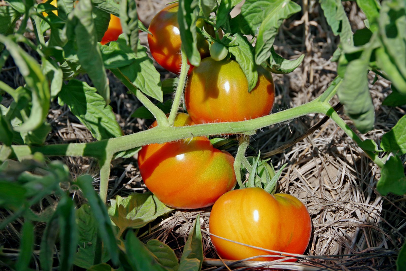 Ripening tomatoes growing over a layer of straw mulch