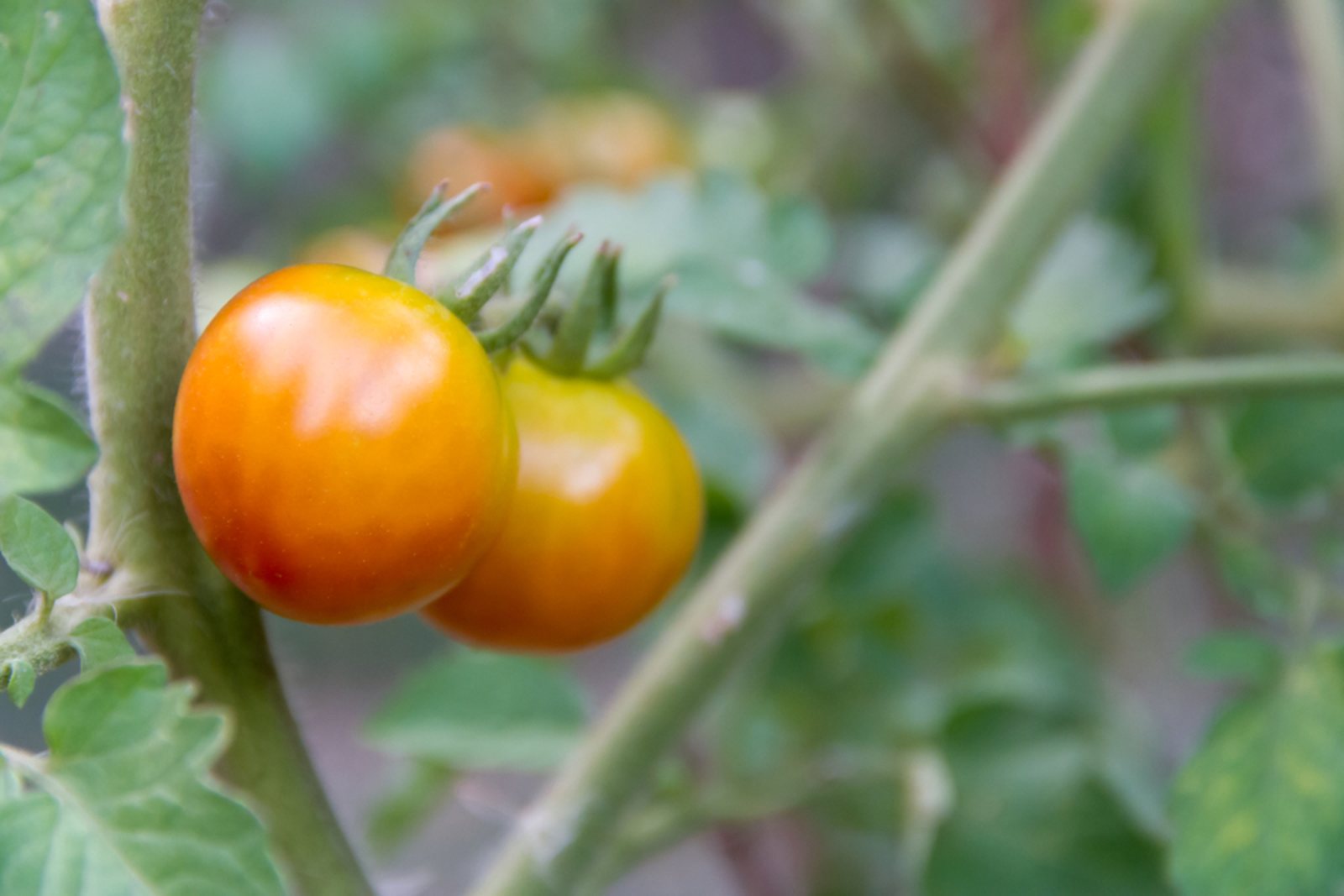 Two orange tomatoes ripening on a green plant