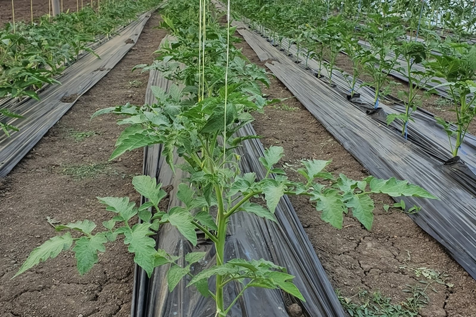 Tomato rows in a greenhouse with plastic mulch, drip irrigation, and vertical strings
