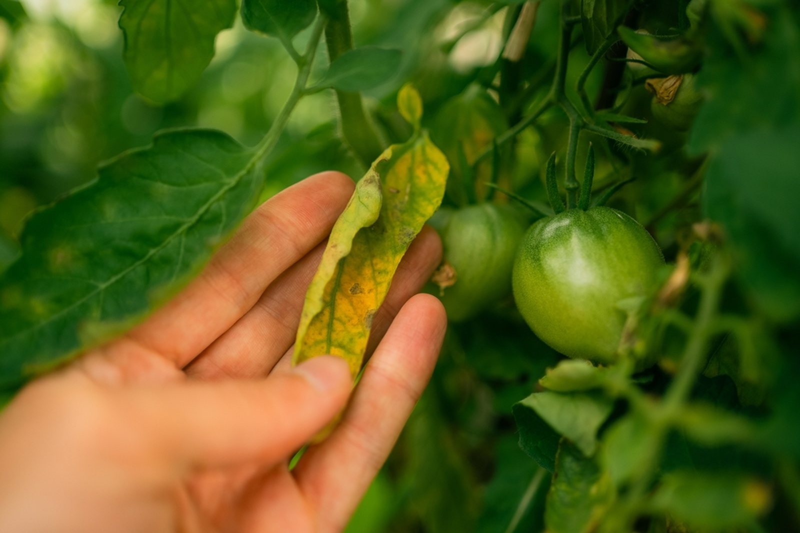 A hand inspecting a yellowing tomato leaf beside green fruit
