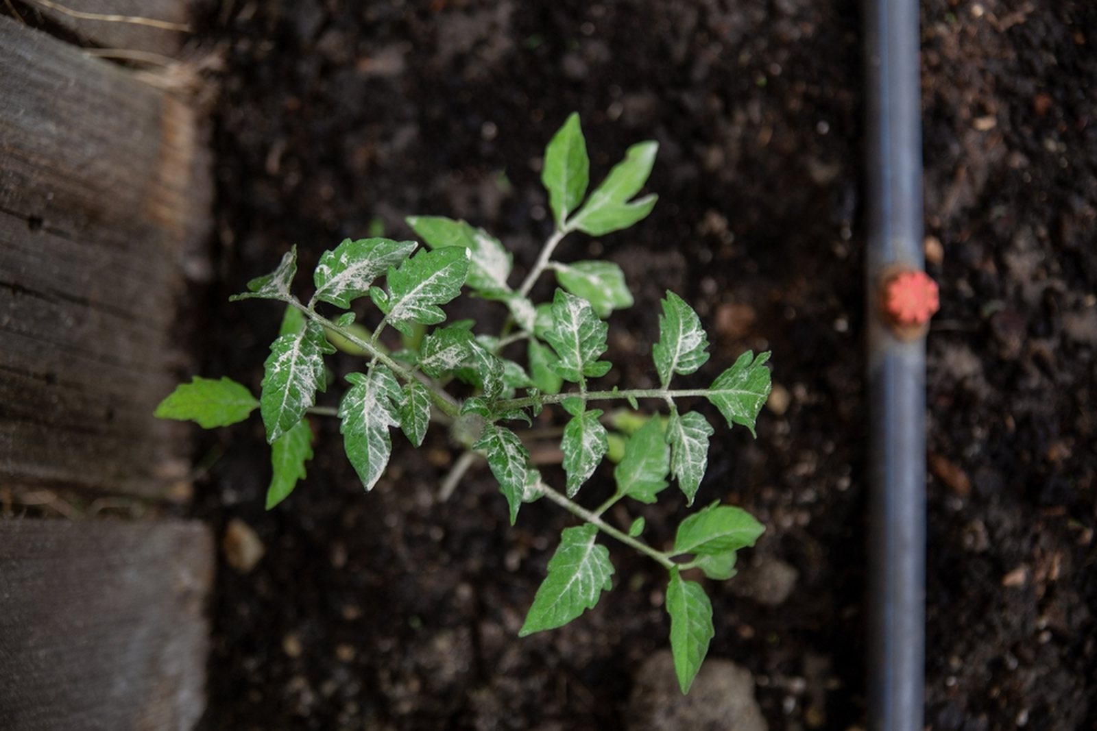 A young tomato plant growing beside a drip irrigation line