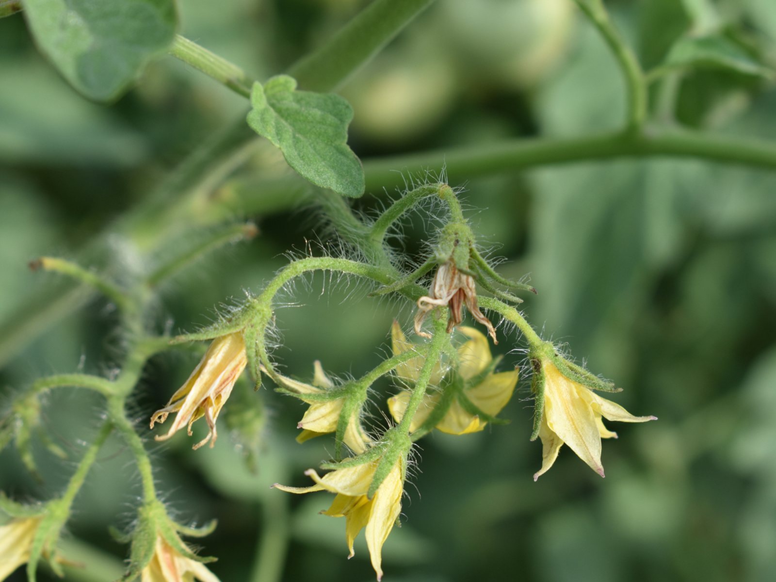 Tomato flowers drying and dropping from a cluster