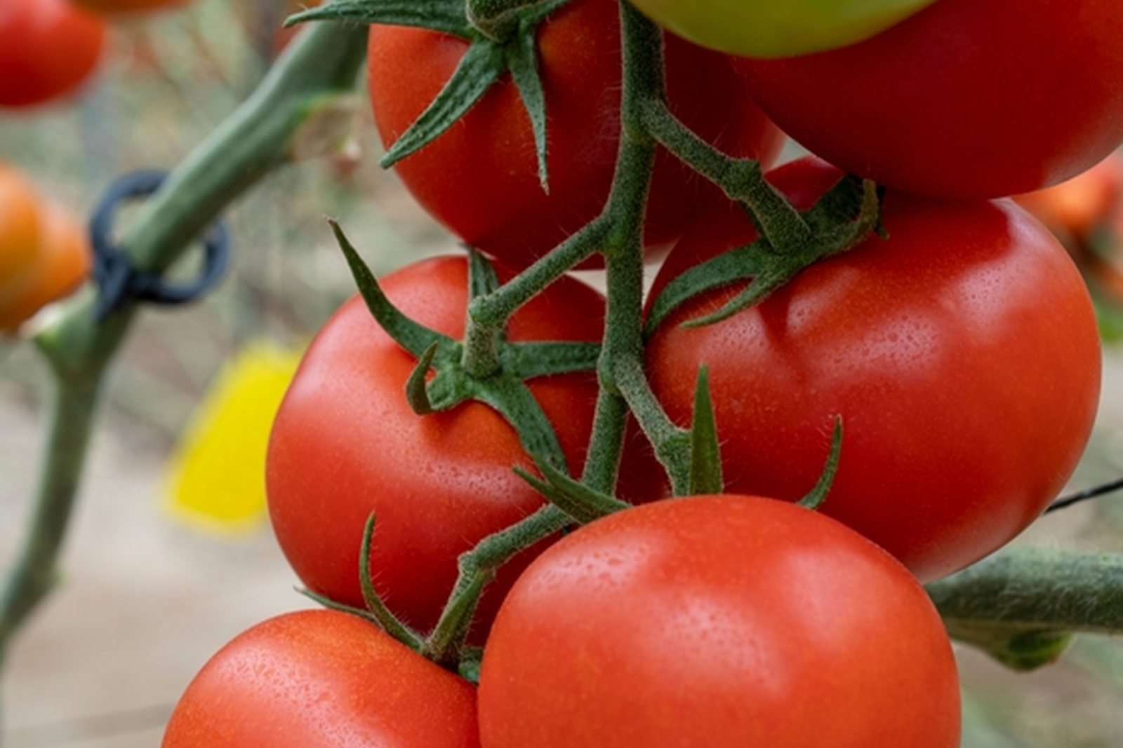 A dense cluster of red tomatoes on a supported plant