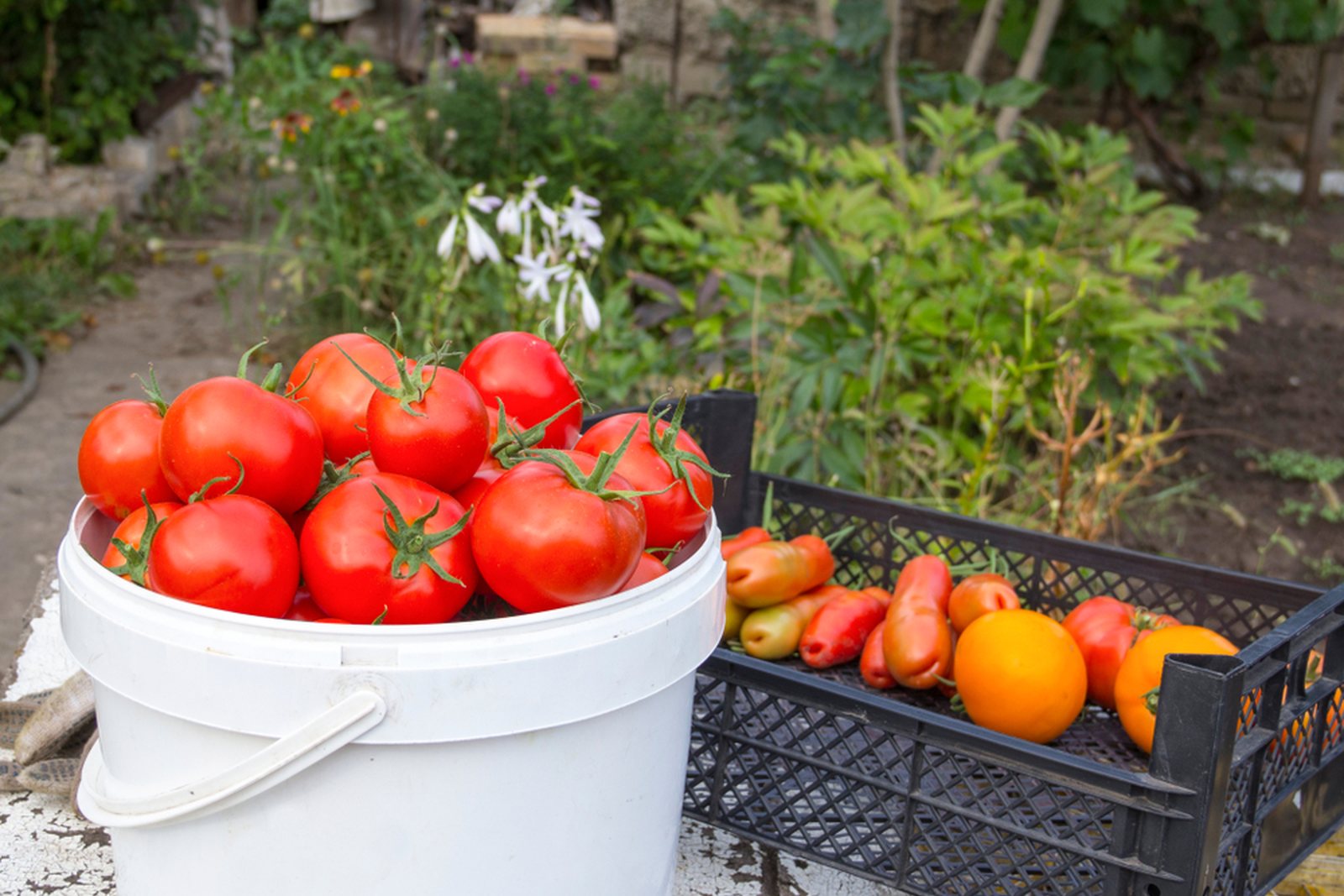 A bucket and crate filled with freshly harvested tomatoes