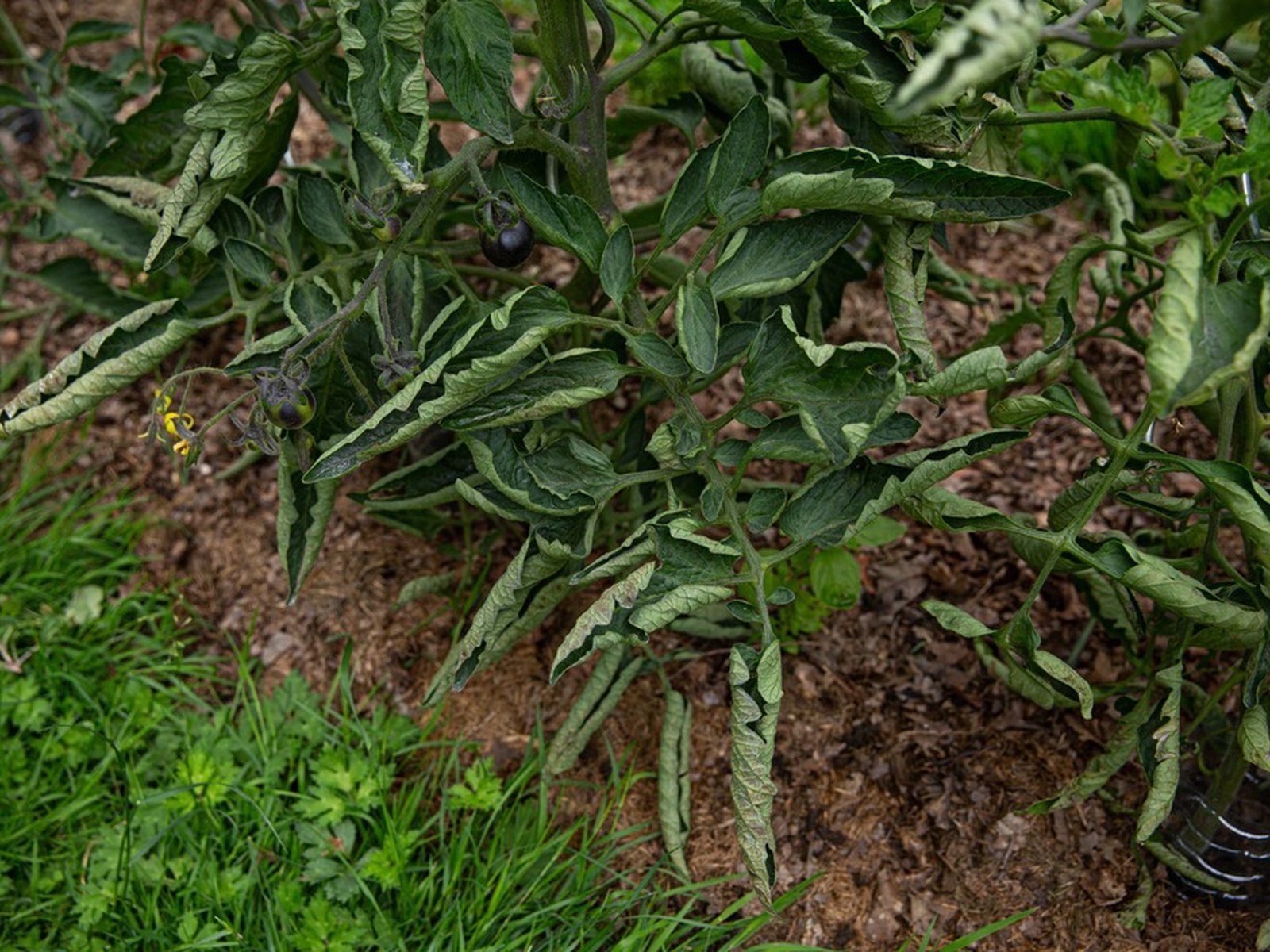 A tomato plant with severe rolled and twisted foliage