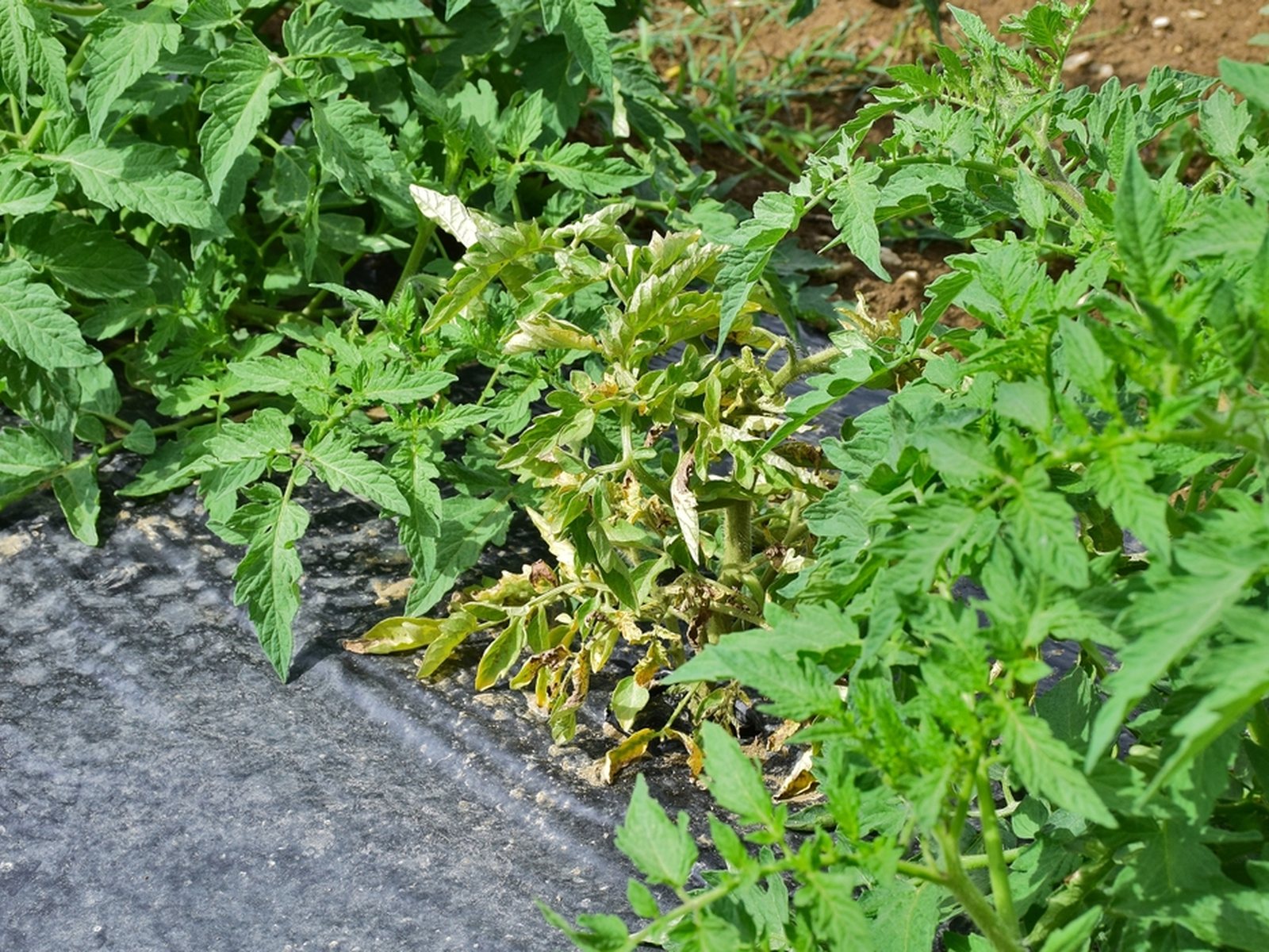 One tomato plant with distorted pale growth among healthier neighboring plants