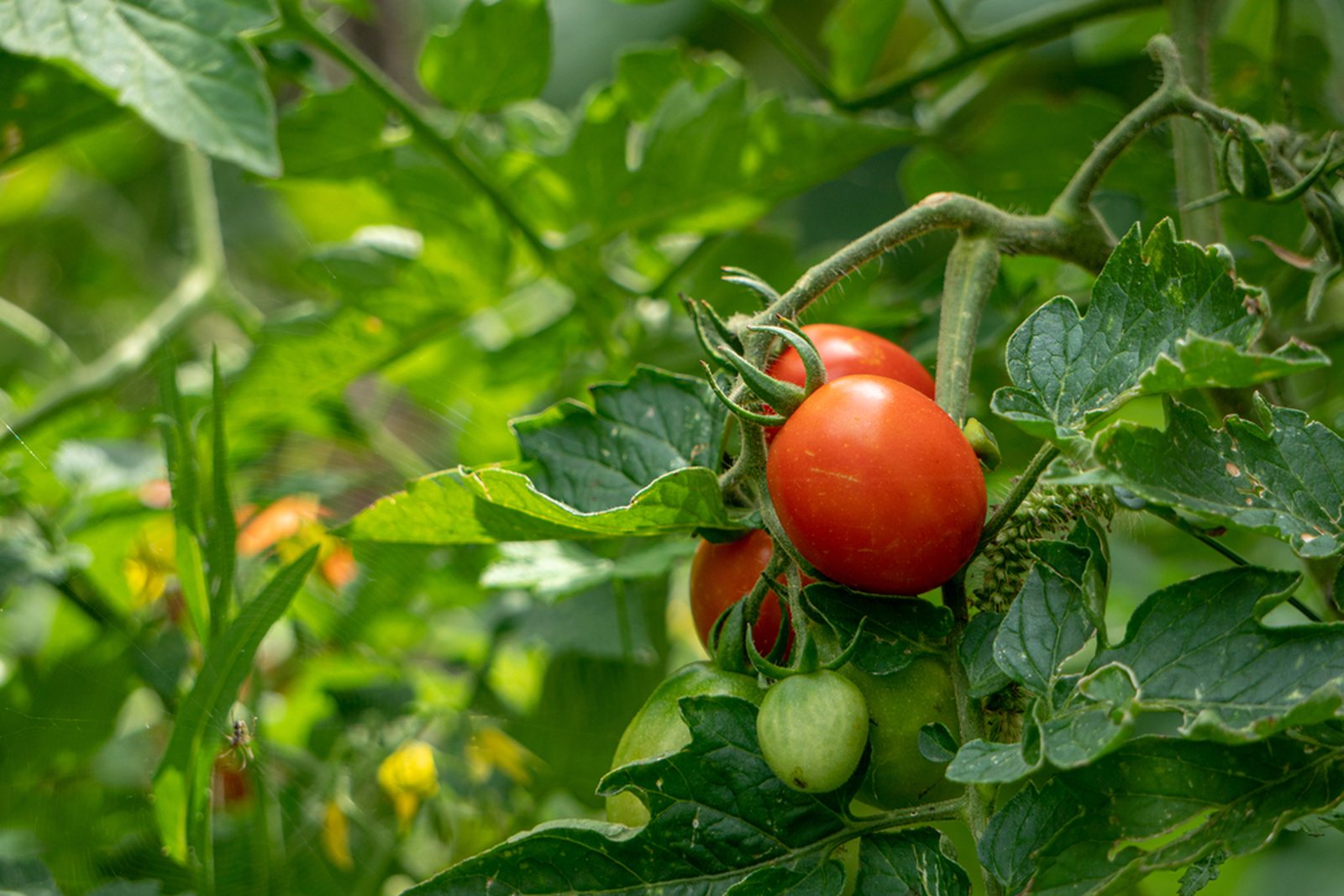 Round red tomatoes ripening on a garden plant