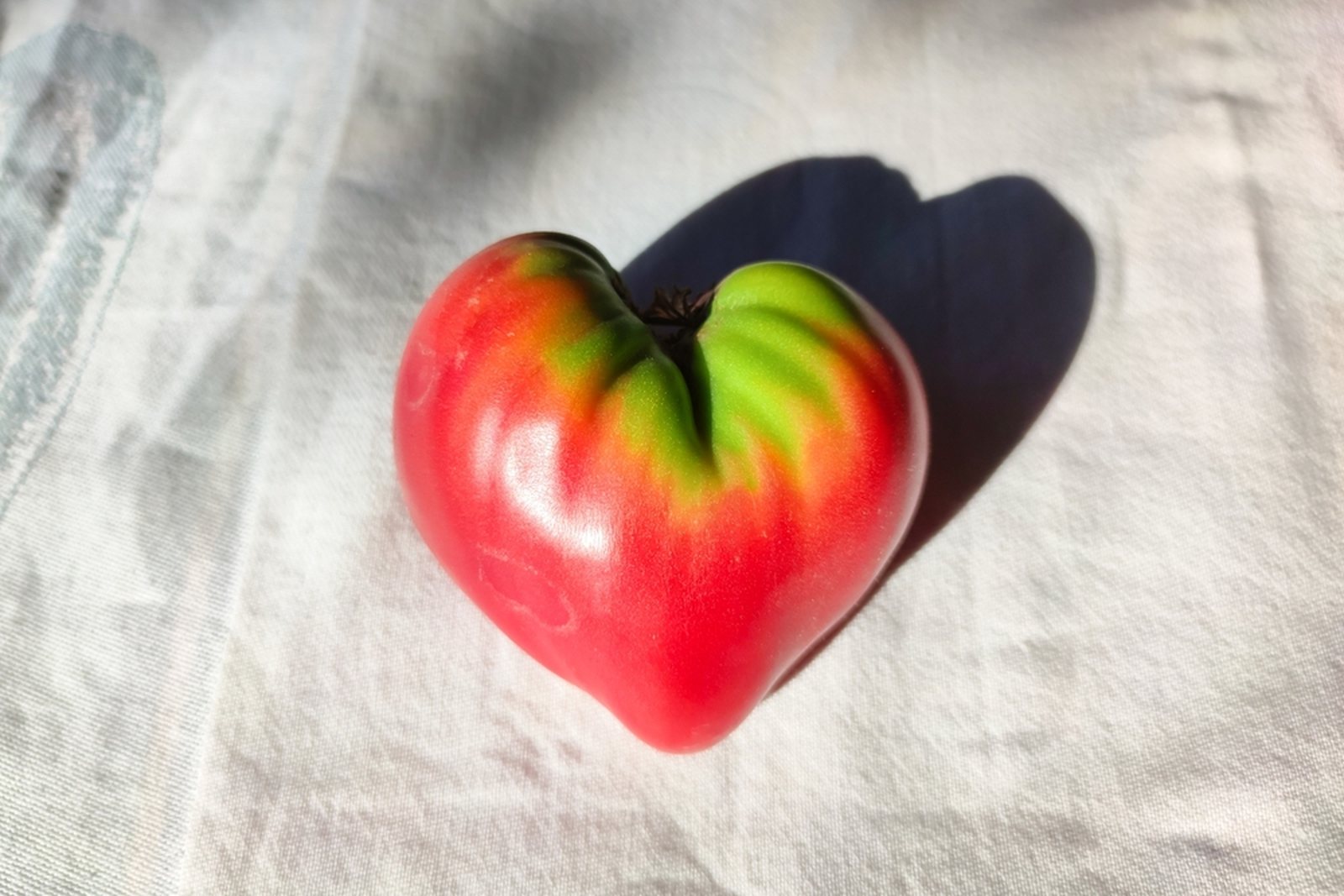 A large heart-shaped tomato resting in two hands