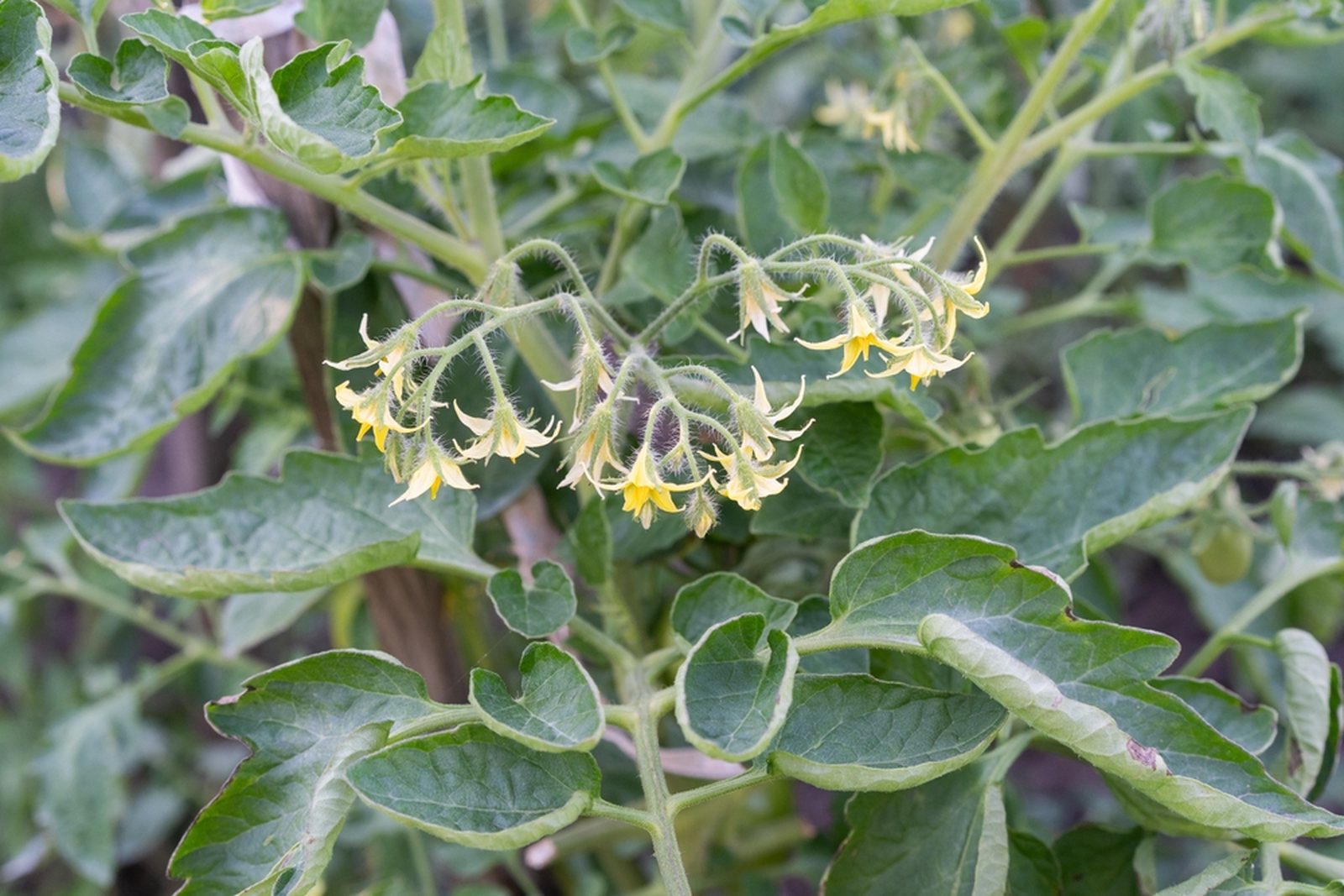 Tomato flower clusters surrounded by upward-rolled leaves