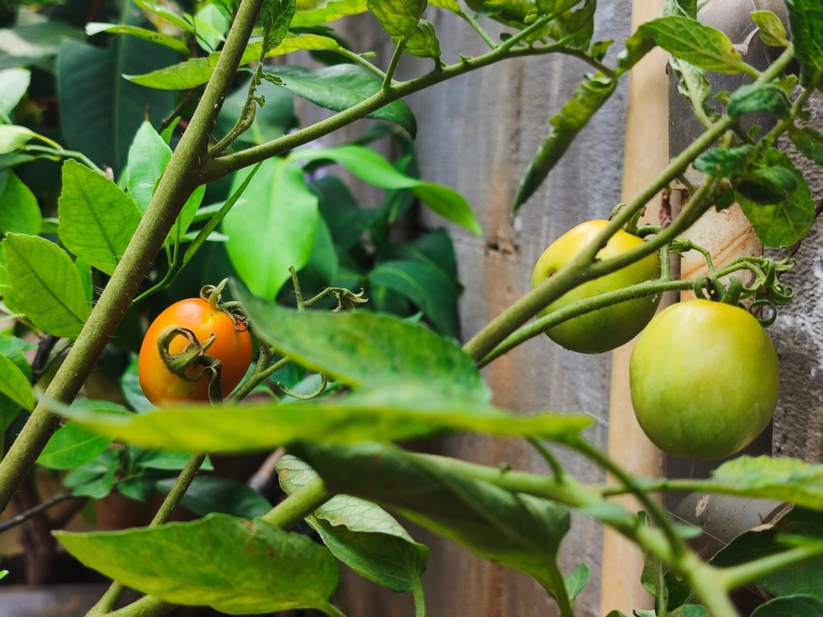 Green and orange tomatoes ripening together on a garden plant