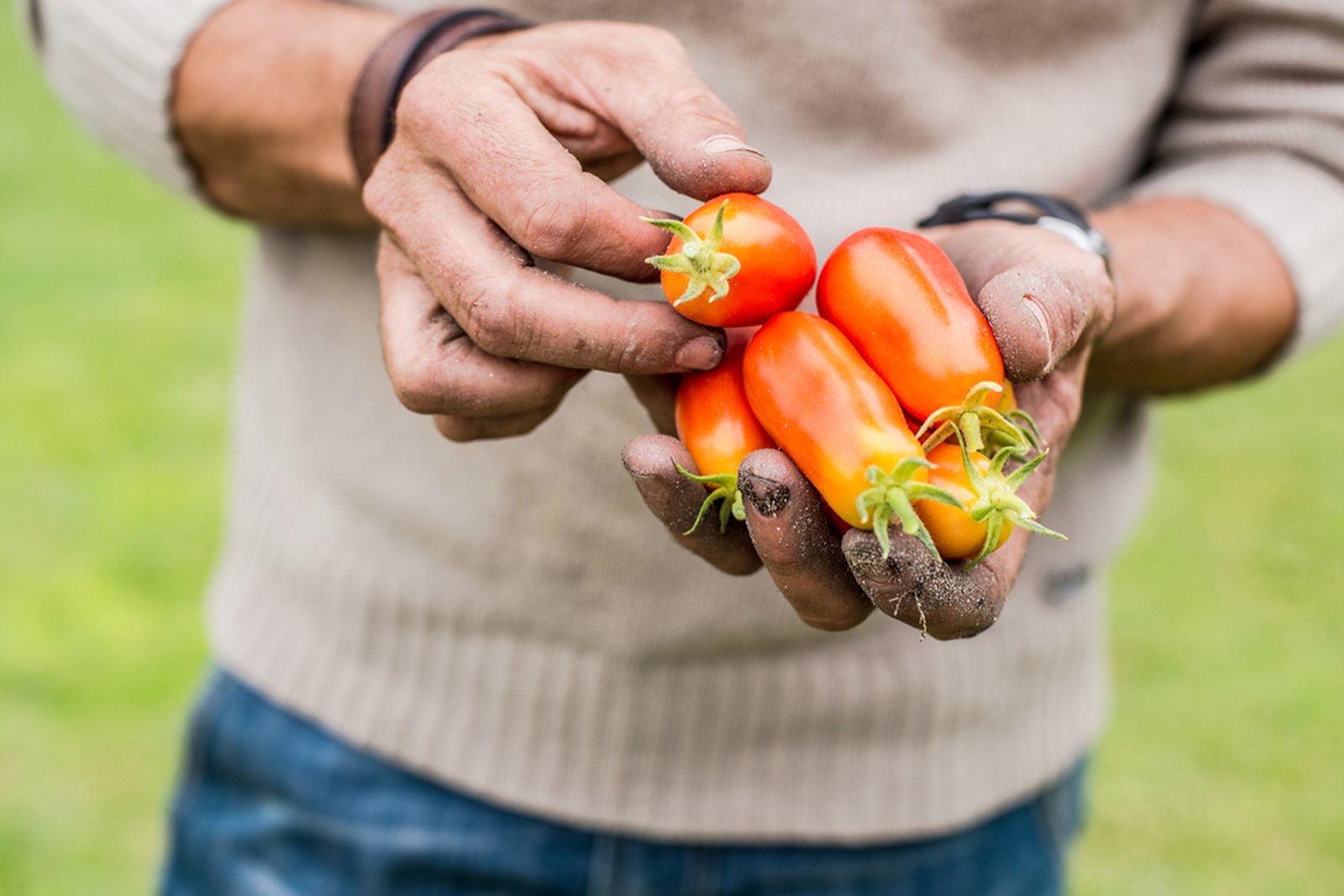 Hands holding several elongated tomatoes at harvest