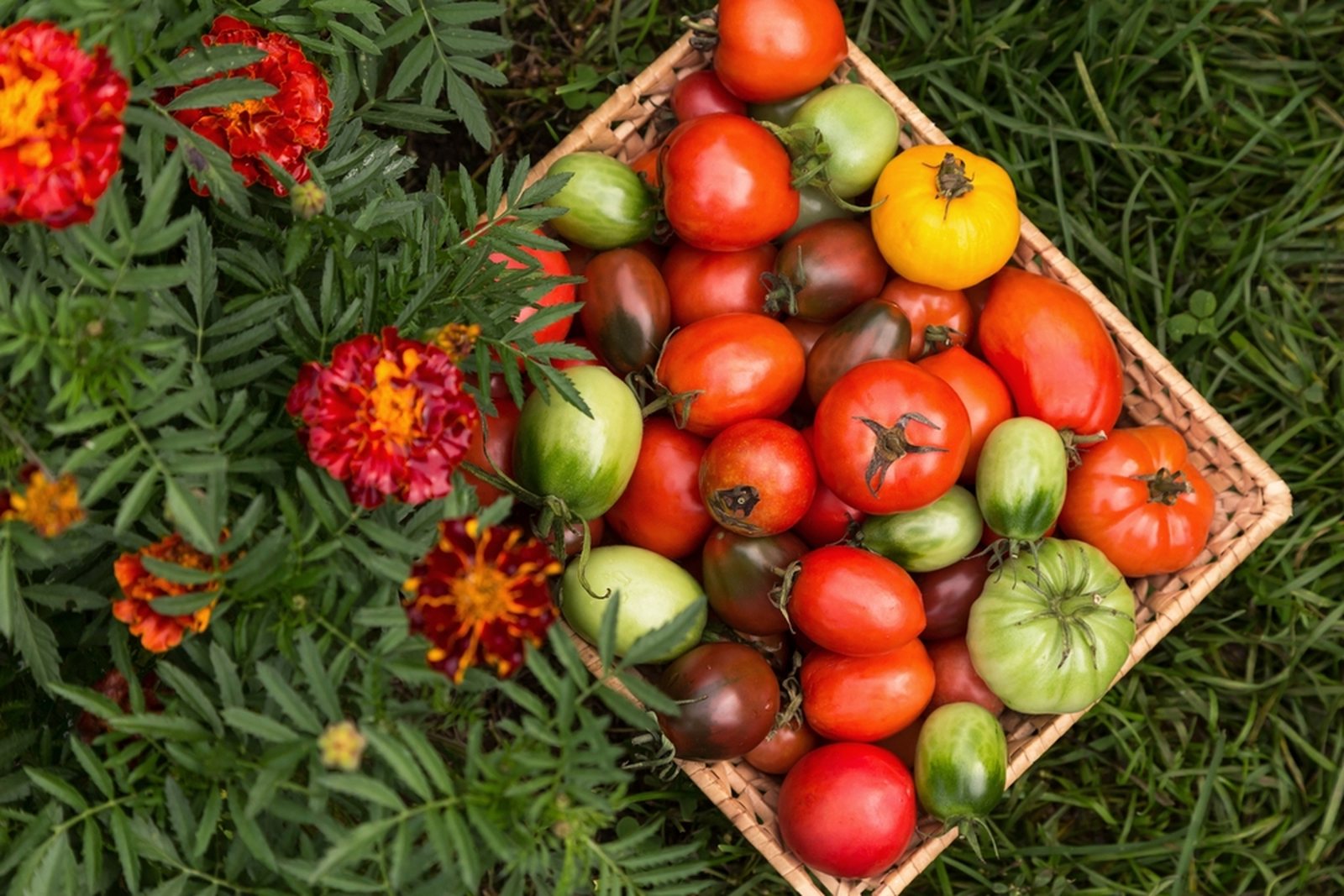 A basket containing tomatoes at green, turning, and fully colored stages
