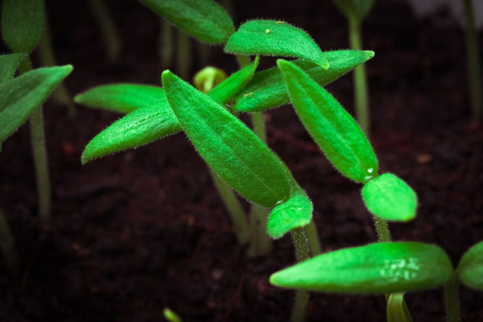 New tomato seedlings emerging from dark seed-starting mix
