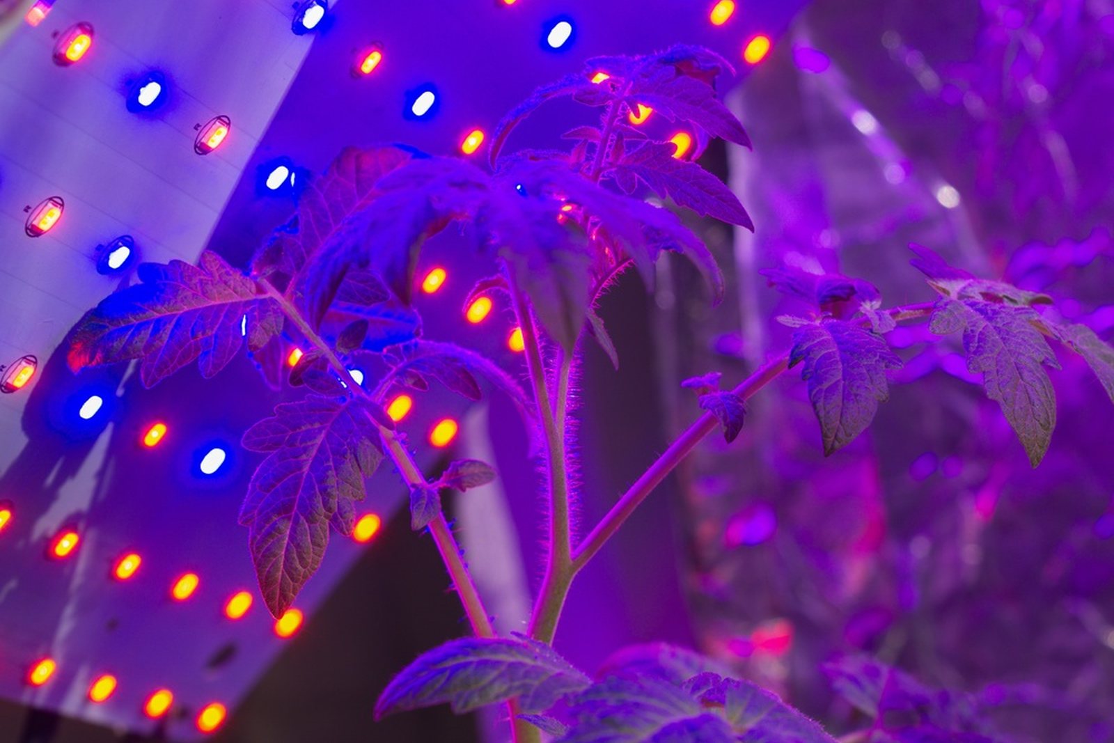 Young tomato plants growing beneath red and blue LED lights