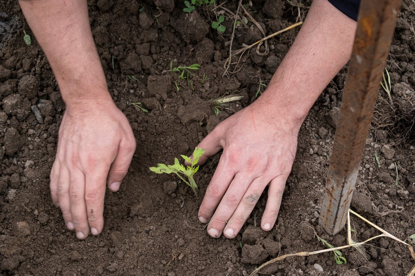 Hands planting a young tomato seedling into prepared garden soil