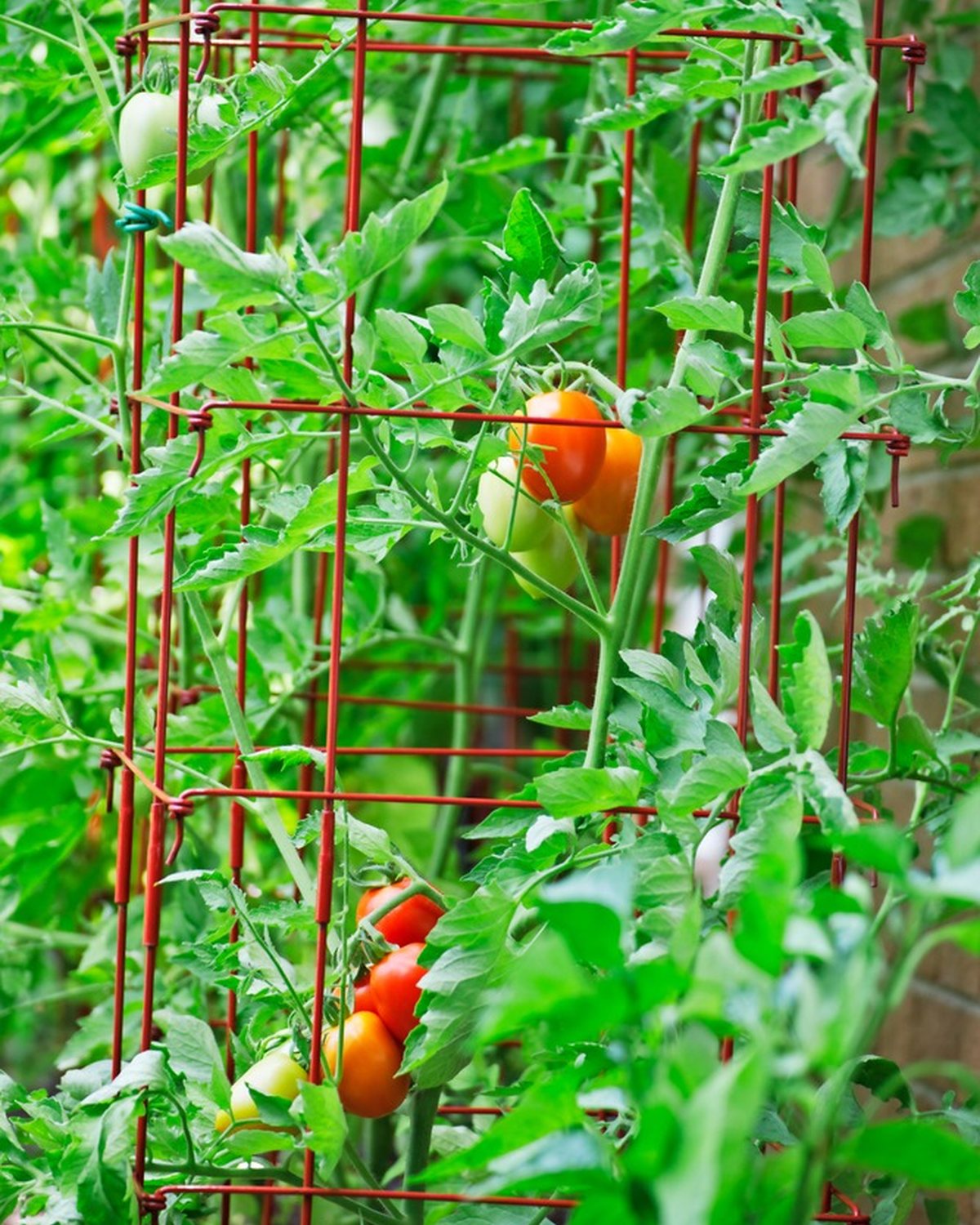 Tomato plants growing inside tall red metal cages