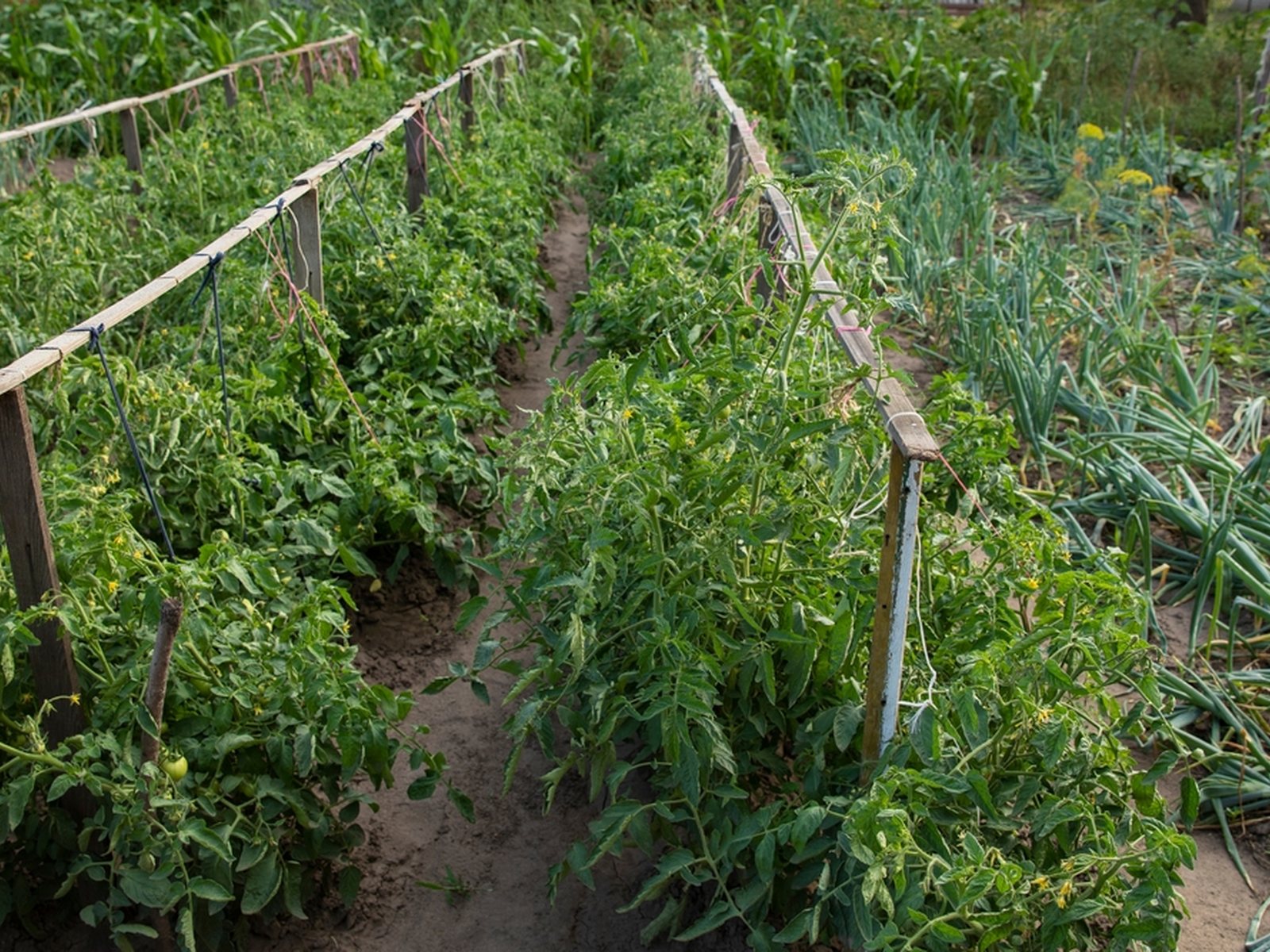Tomato rows tied to horizontal wooden supports