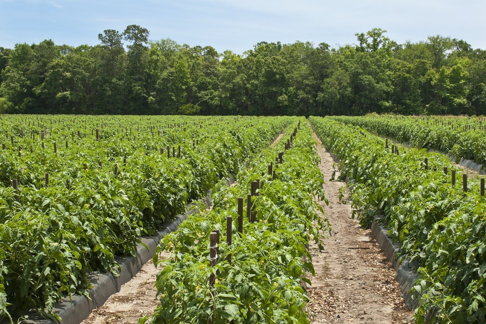 Long field rows of tomato plants supported by stakes